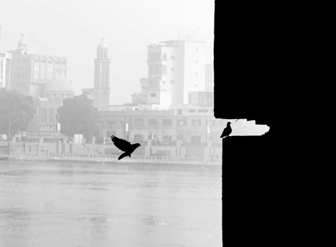 پرنده‌ها در حال حرکت به سمت شکاف دیوار