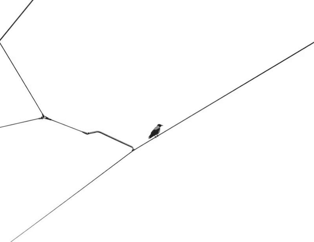 پرنده روی سیم برق