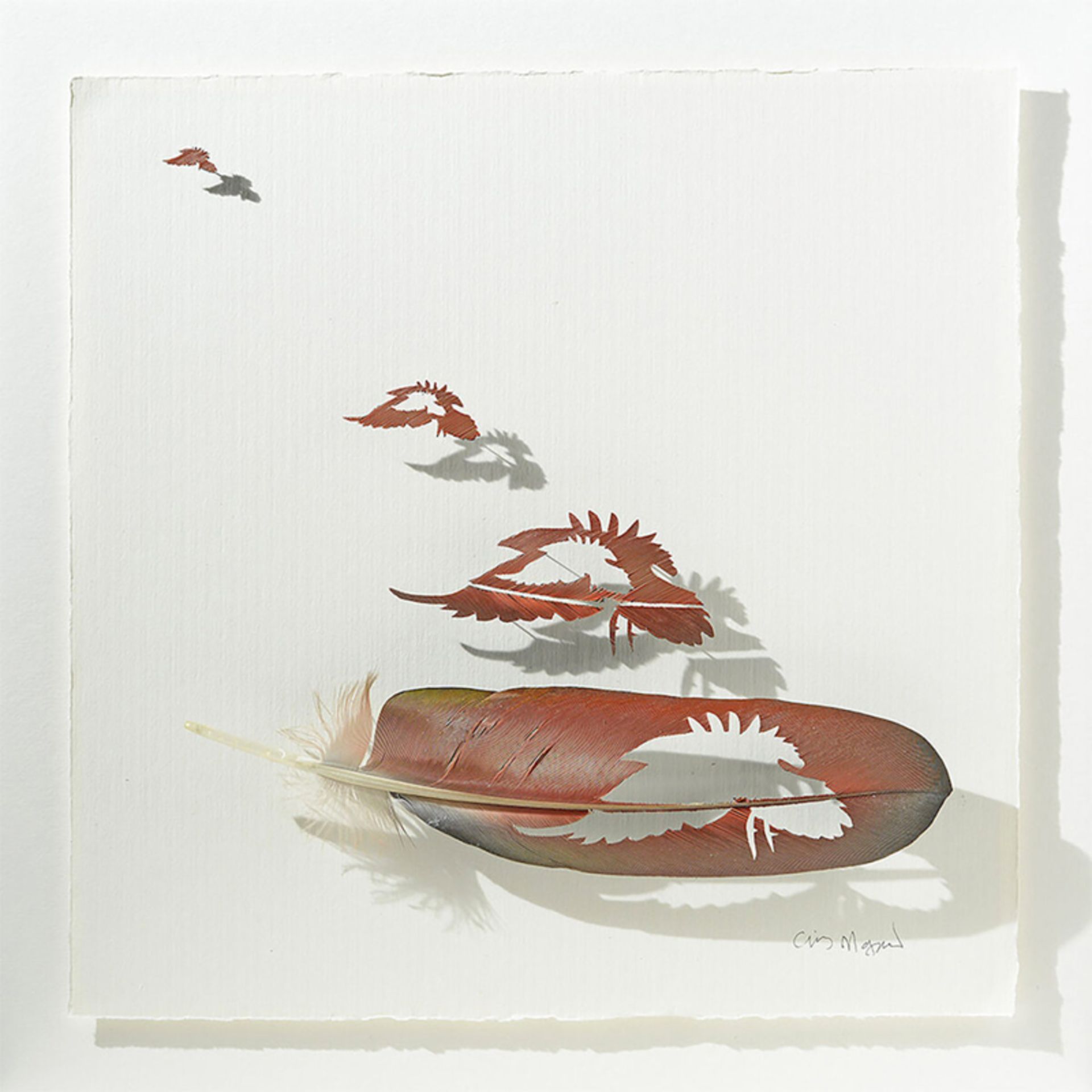 طراحی با پر نارنجی رنگ