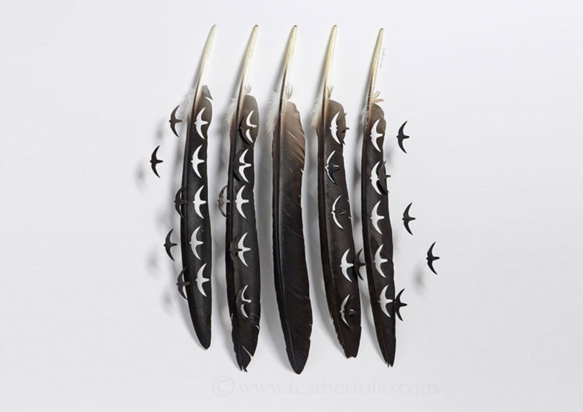 طراحی پرنده با چند پر سیاه