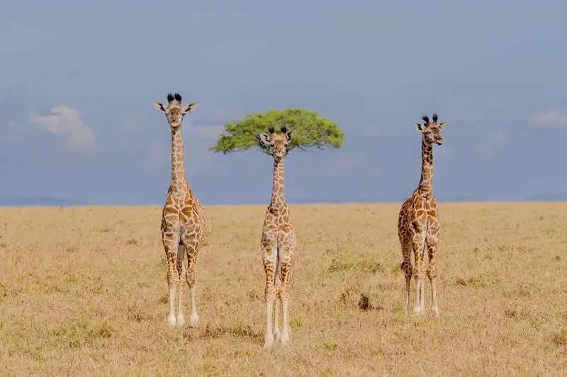 زرافه‌ها (Giraffes) در دشت پهناور آفریقا در مقابل یک درخت کوچک