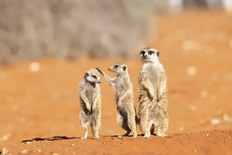 سه گورکن (Meerkat) در میان شن‌های بیابانی ایستاده‌اند