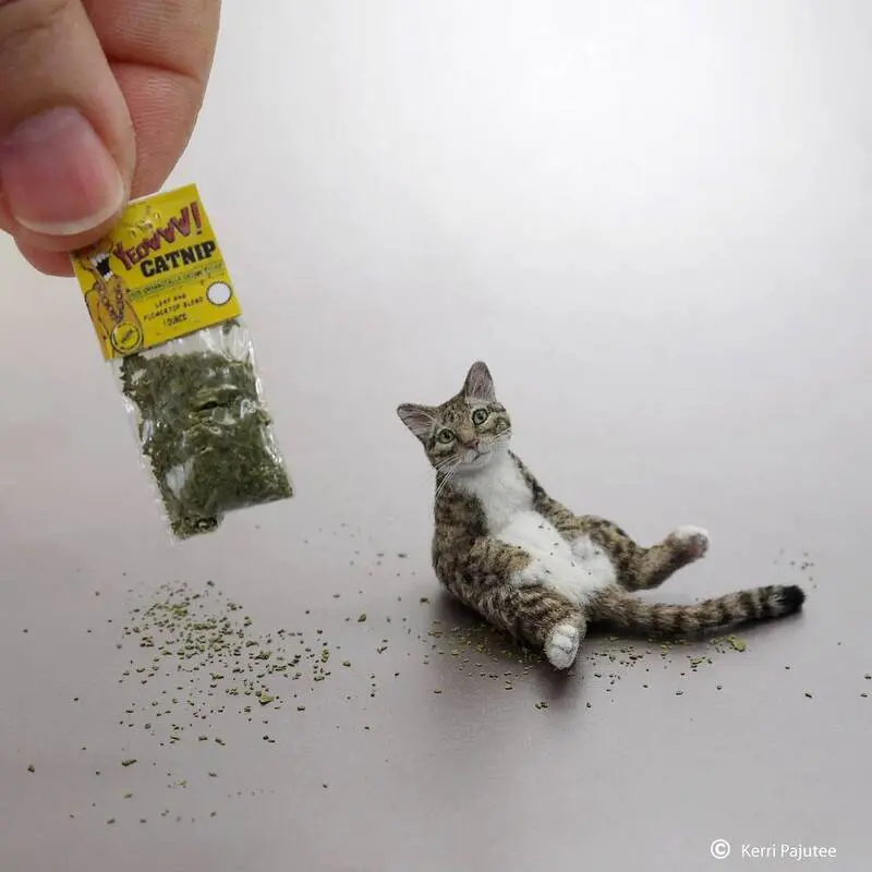 مجسمه بسیار کوچک گربه در کنار بسته‌بندی گیاه کت‌نیپ (Catnip)
