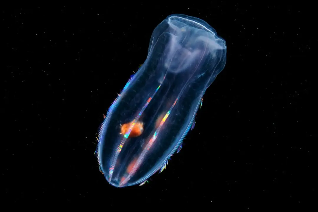موجود دریایی شفاف (Comb Jelly) با رنگ‌های درخشان در آب‌های تاریک