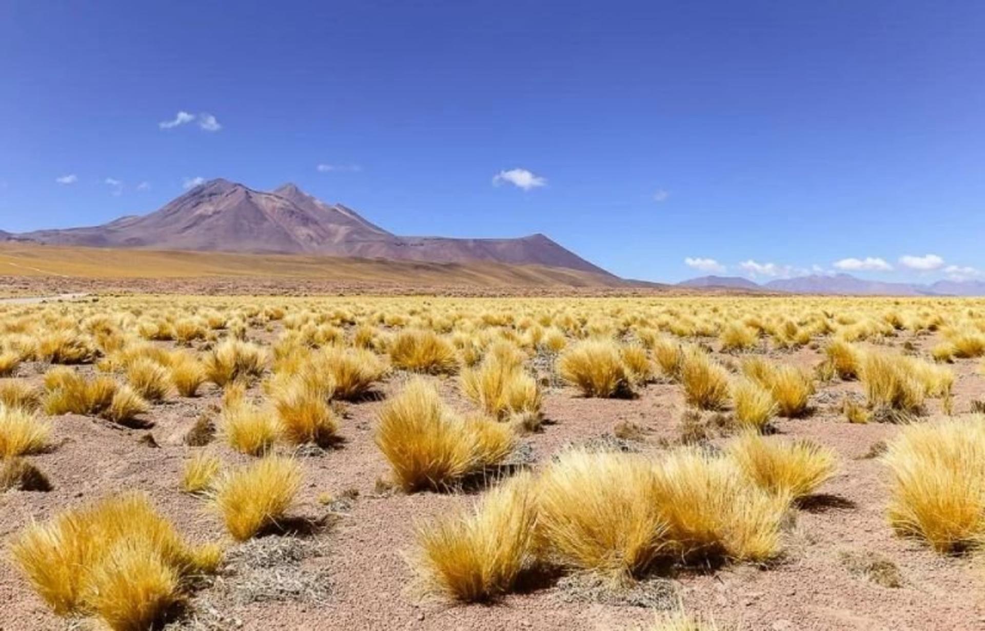 پوشش گیاهی بیابان آتاکاما