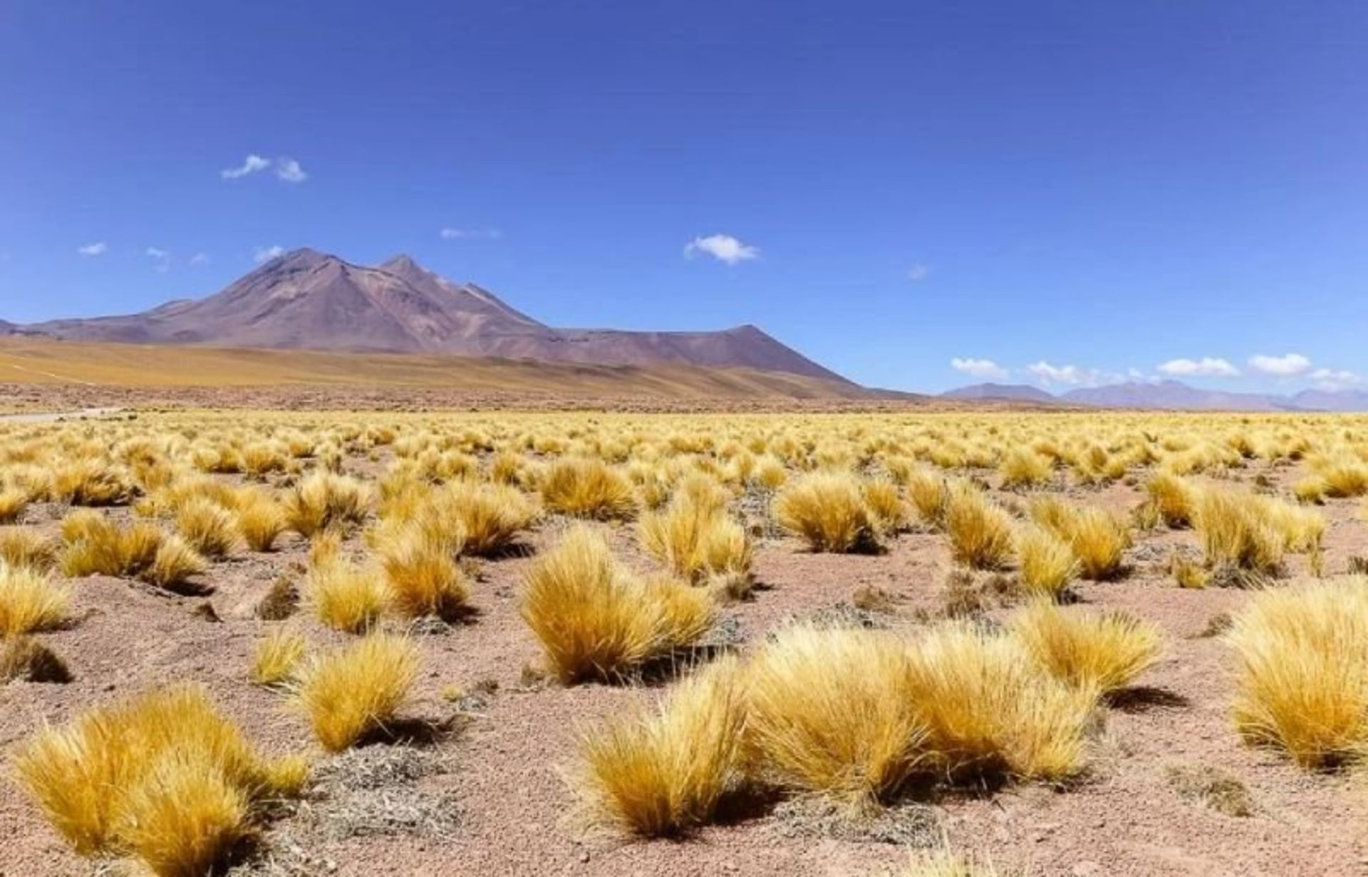 پوشش گیاهی بیابان آتاکاما