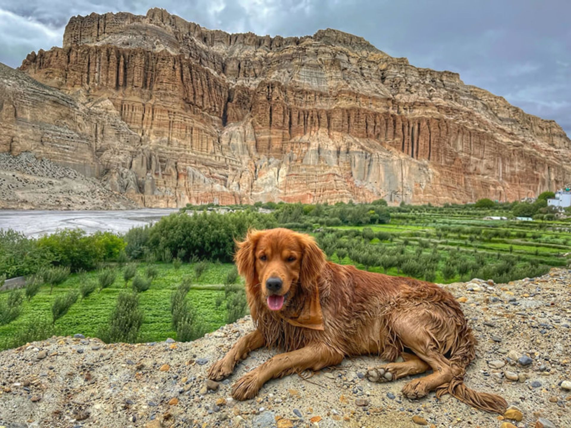 استراحت سگ قهوه ای در کوهستان
