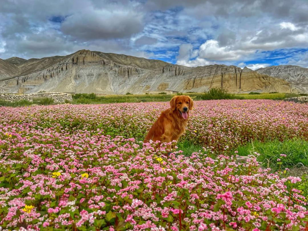 سگ قهوه ای در دشت گل