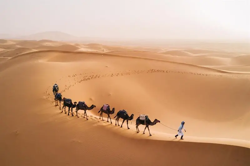 عبور شترها و ساربان از بیابان