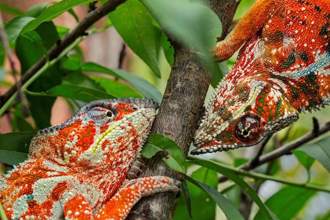 آخوندک‌های رنگارنگ (Chameleons) روی یک شاخه در میان برگ‌های سبز
