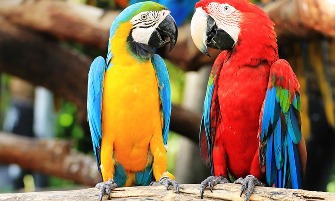 دو طوطی مکائو (Macaw) با پرهای زرد، آبی و قرمز روی یک شاخه چوبی