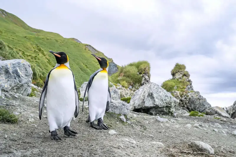 پنگوئن کینگ (King Penguin) در محیط ساحلی و صخره‌ای استرالیا