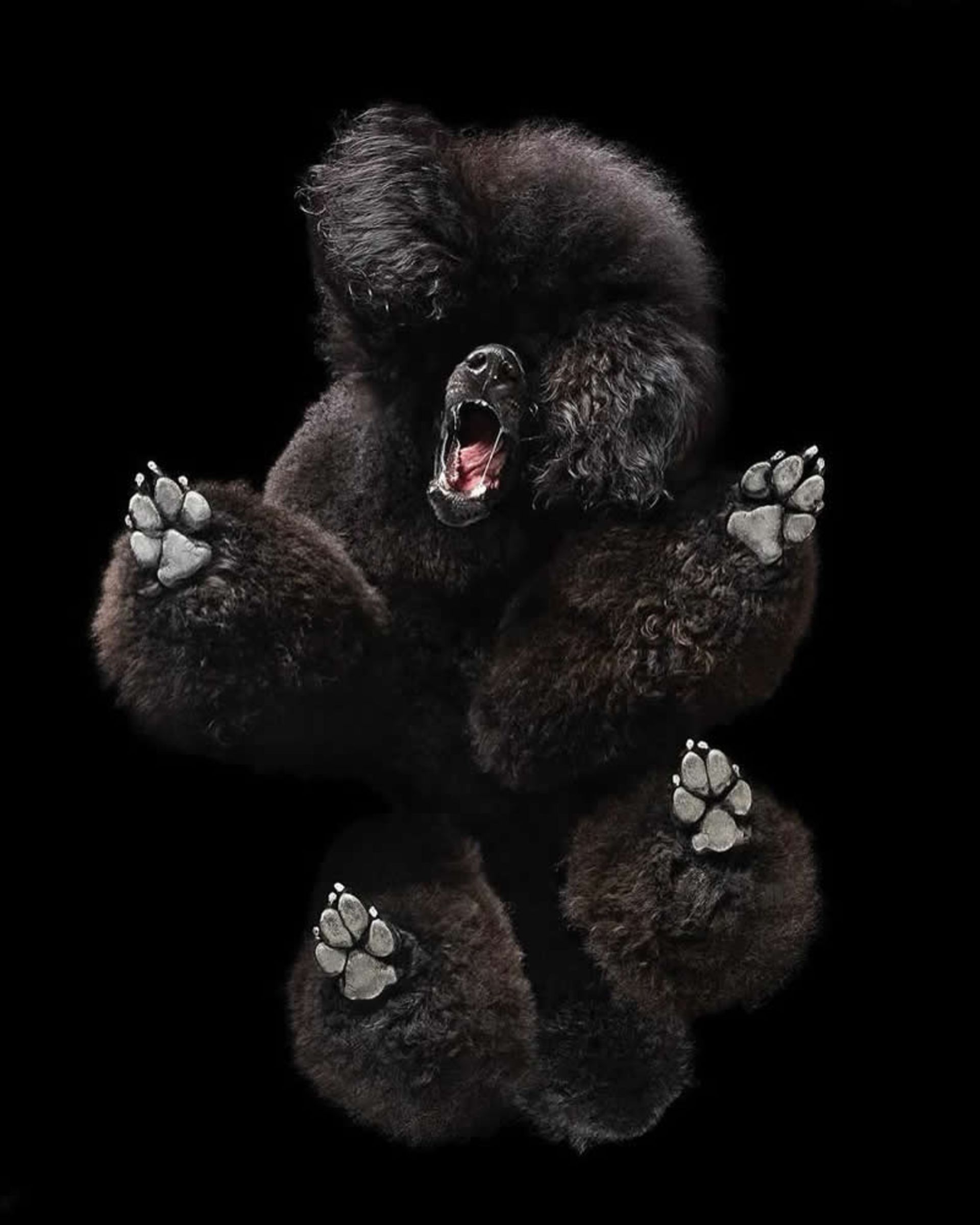 سگ پودل سیاه با دهان باز از نمای پایین