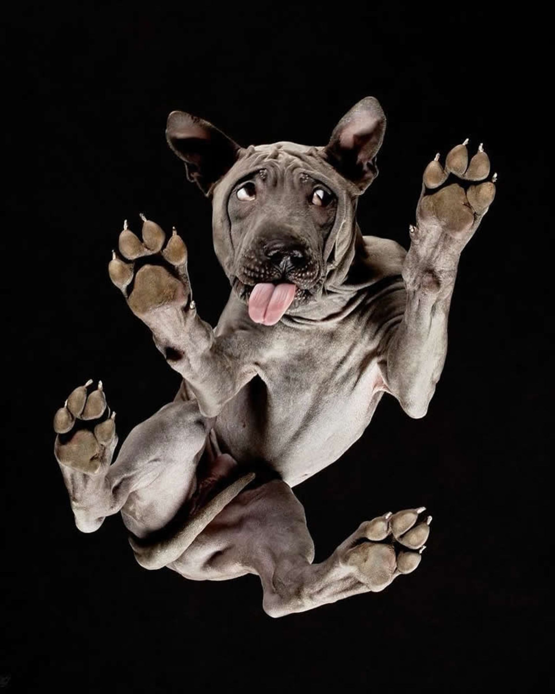 سگ سیاه از نمای پایین