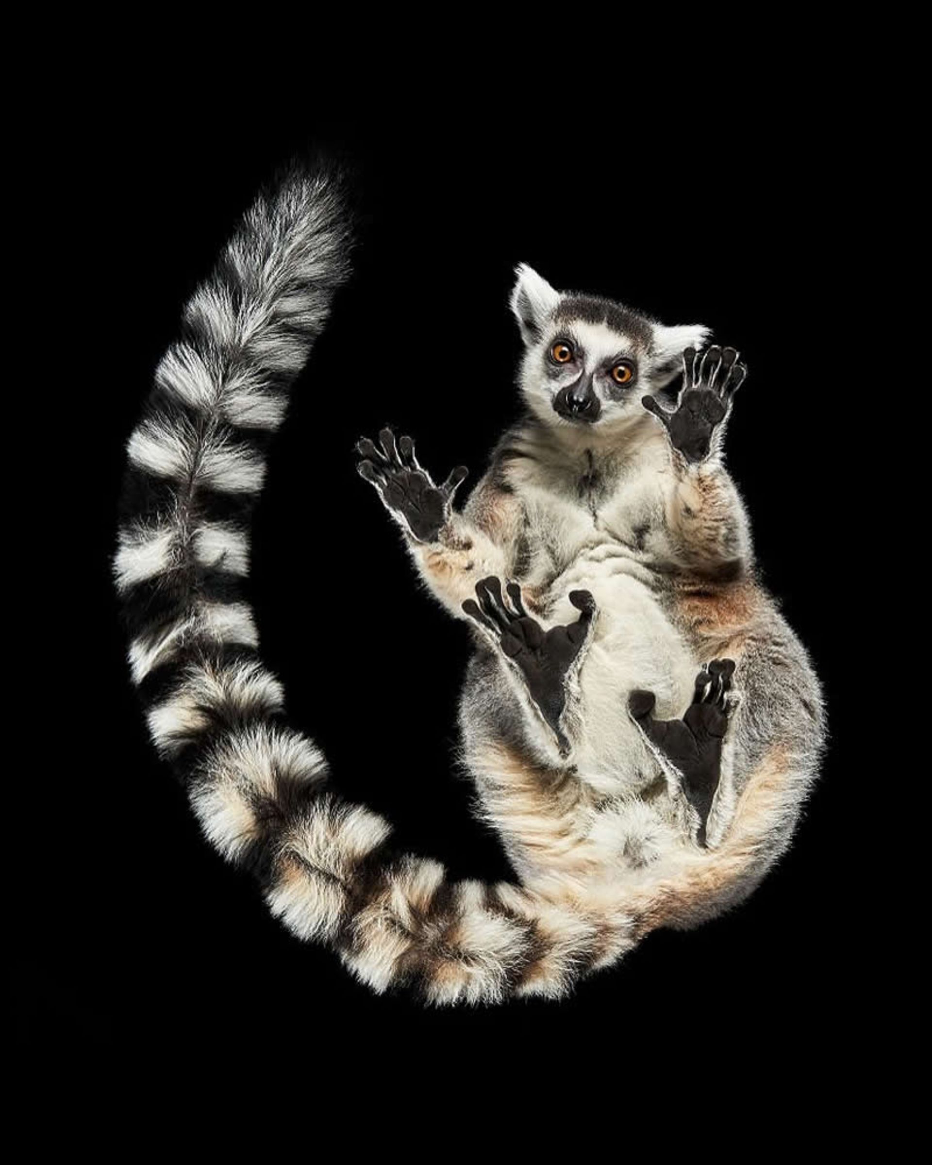 لمور دم حلقه ای از نمای پایین