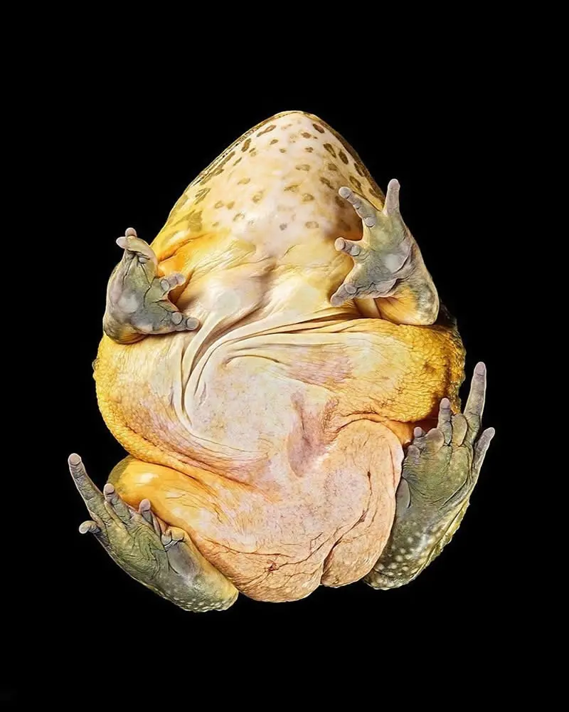 عکس بدن قورباغه از نمای پایین