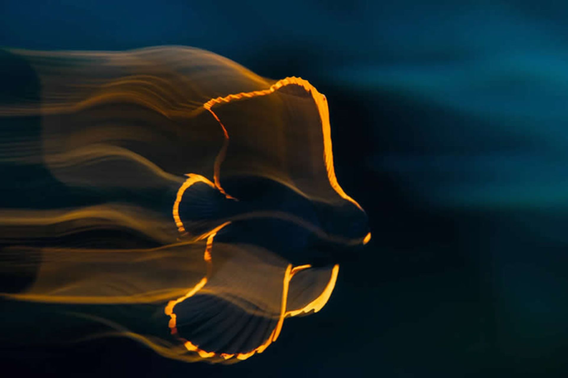  ماهی با هاله ای از نور
