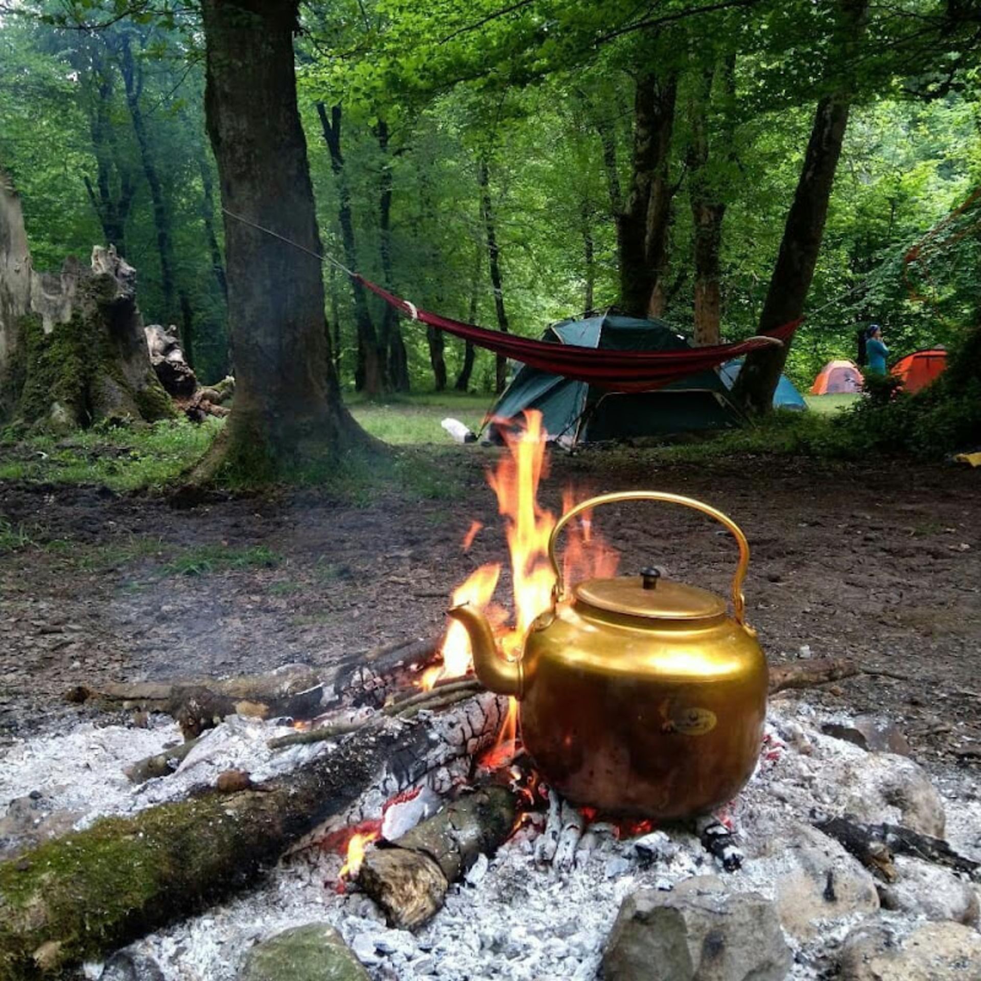 کمپینگ در دل جنگل بلیران
