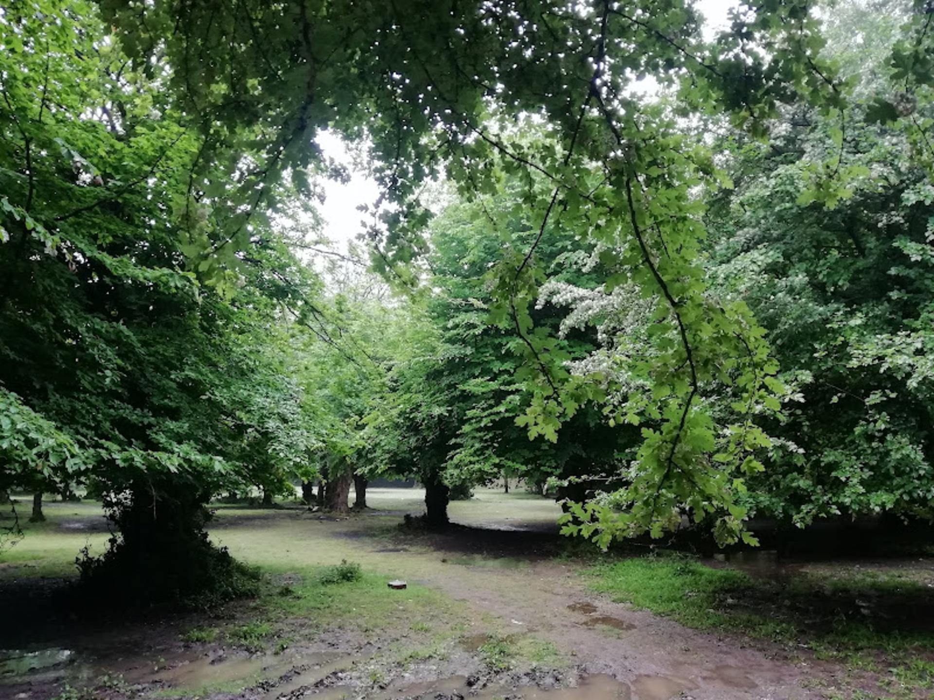 درختان تنومند در جنگل بلیران