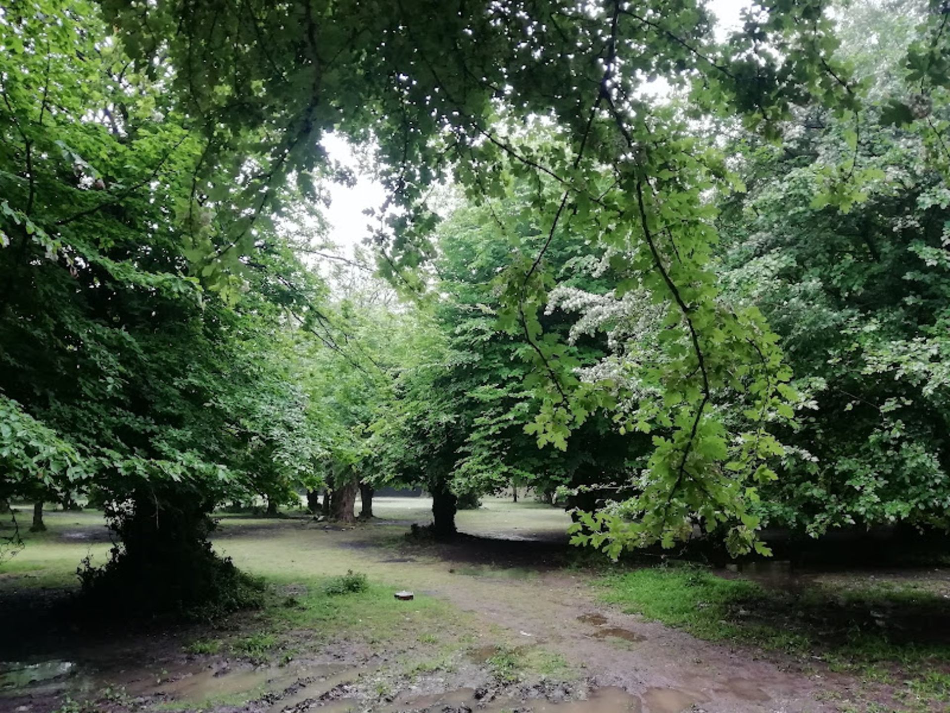 درختان تنومند در جنگل بلیران