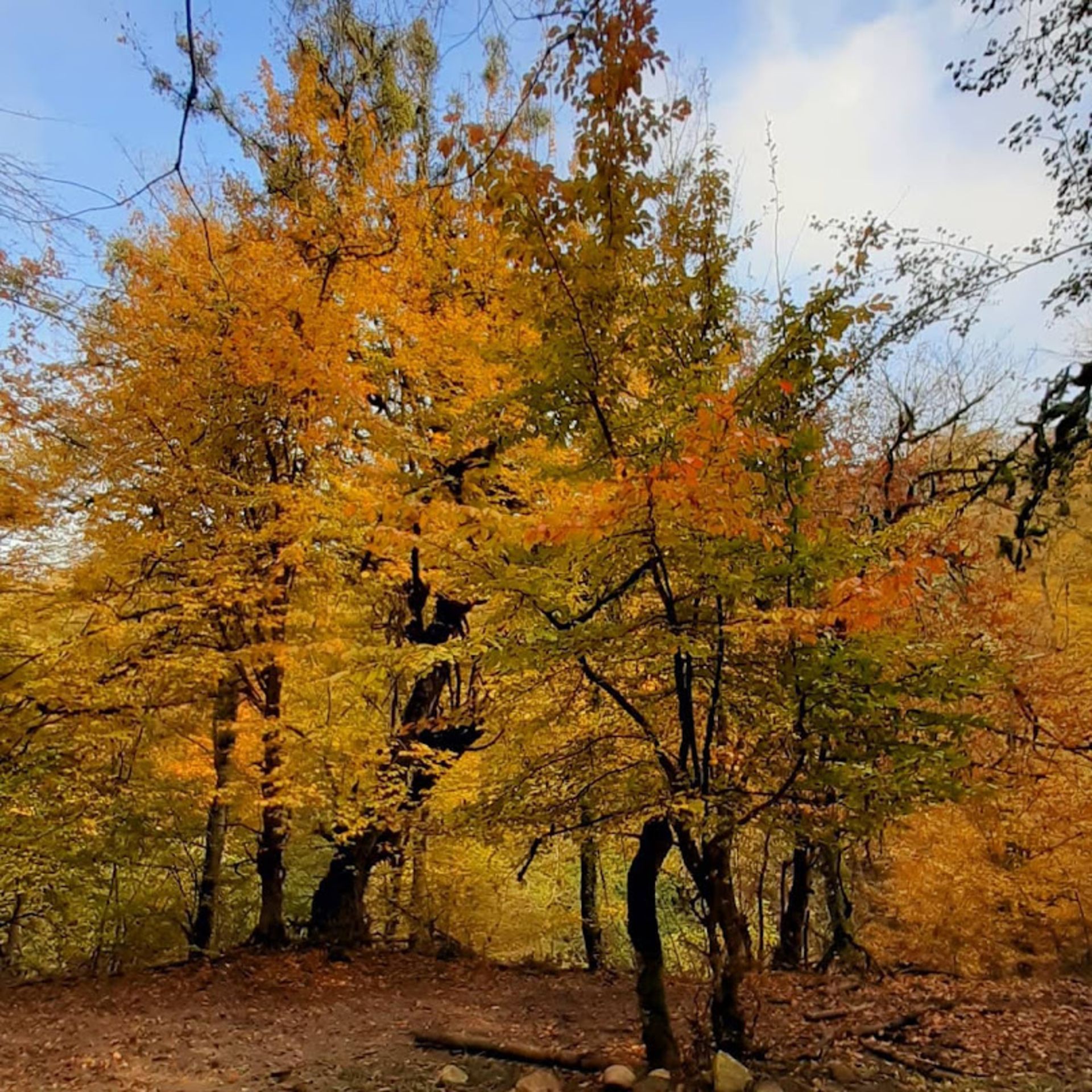 طبیعت پاییزی جنگل بلیران