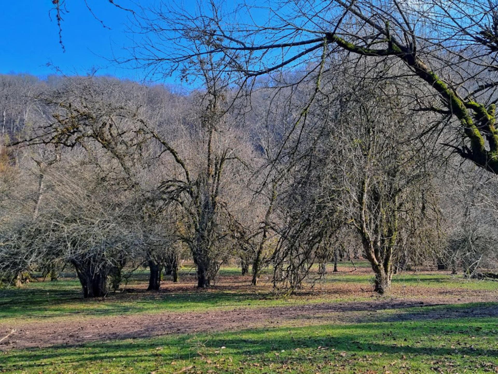 درختان پر شکوفه در جنگل بلیران