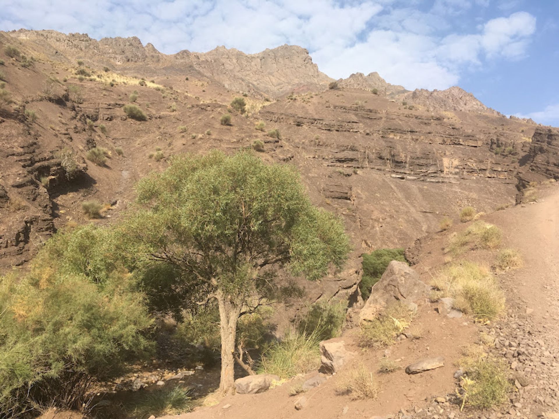 درخت گز در حاشیه کویر شهداد 