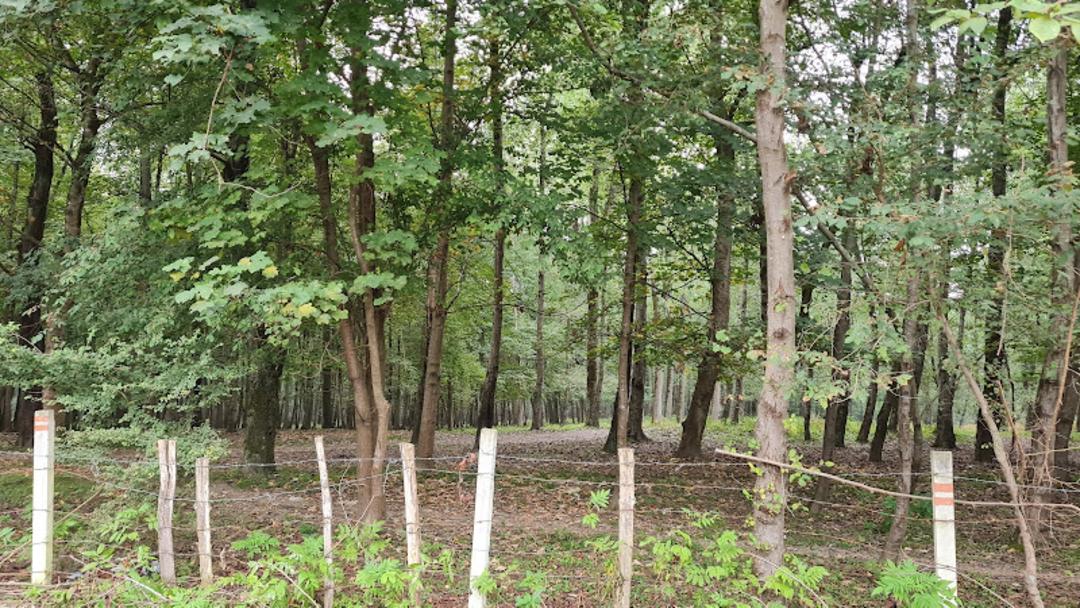 مسیر جنگلی برای رسیدن به دریاچه جوربند