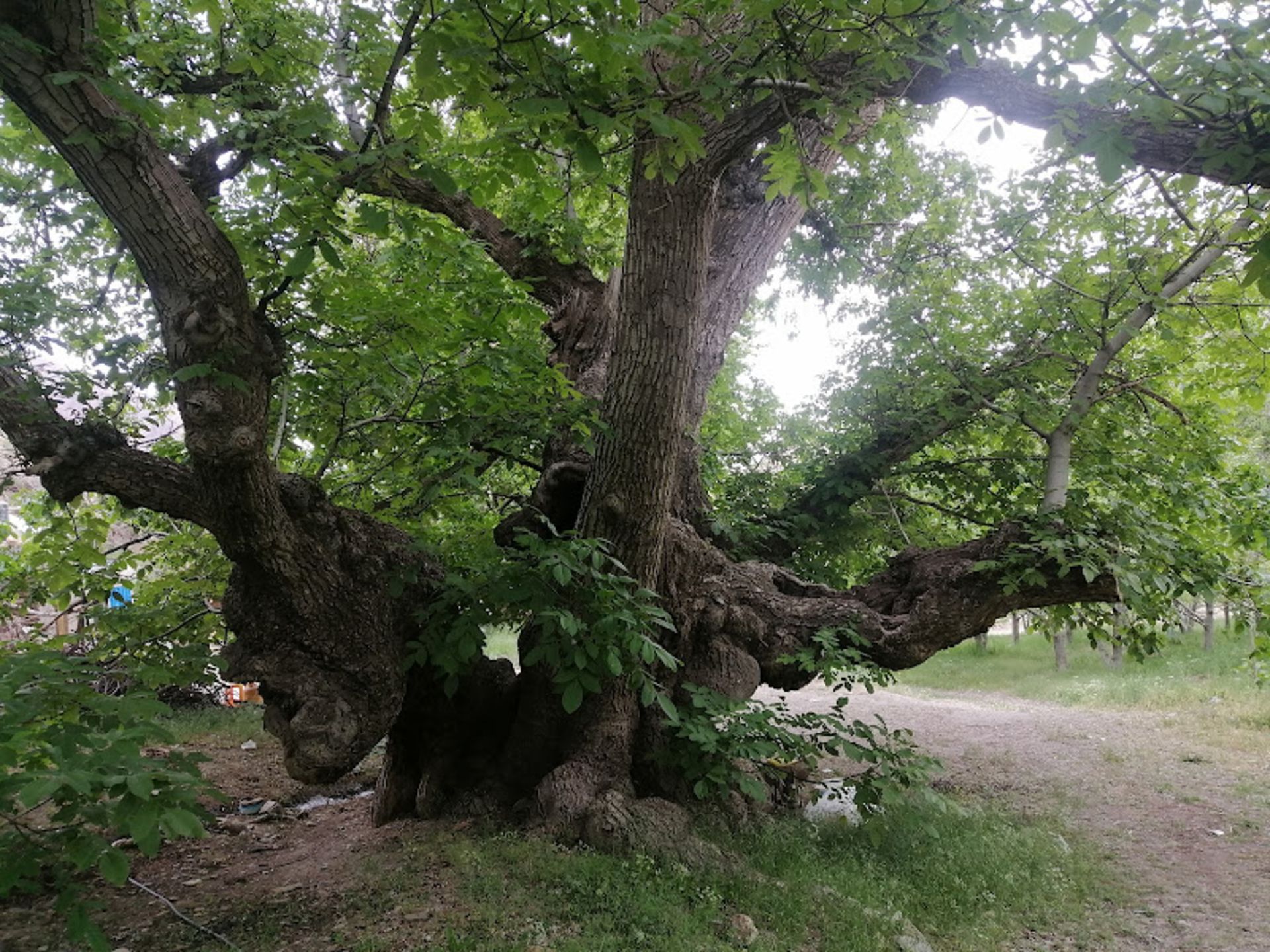طبیعت سرسبز روستای سیرچ