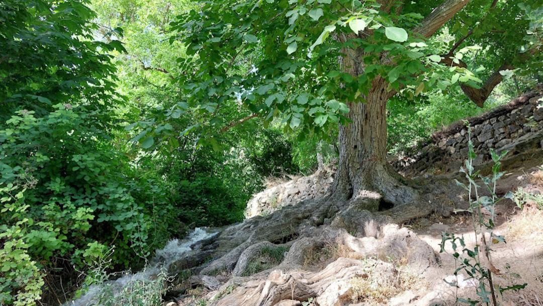 پوشش گیاهی تنگه بوان