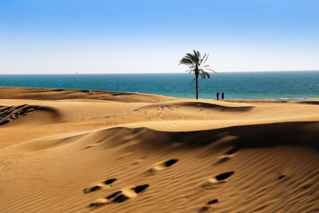 درخت نخل در کنار ساحل درک چابهار