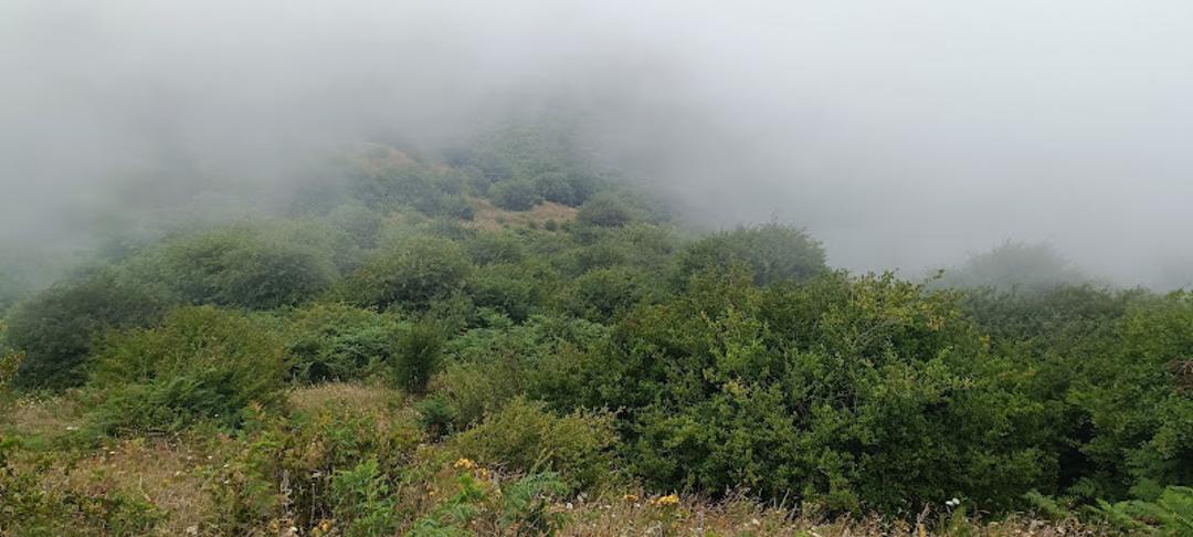 جنگل فندقلو در هوایی مه آلود
