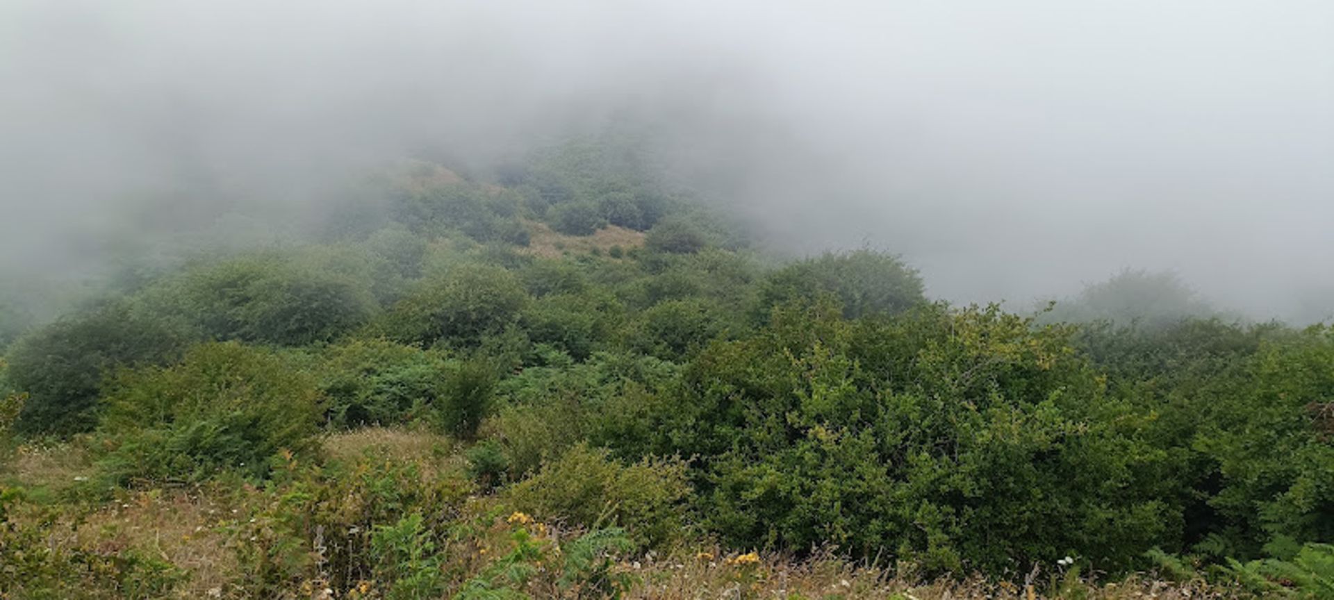 جنگل فندقلو در هوایی مه آلود