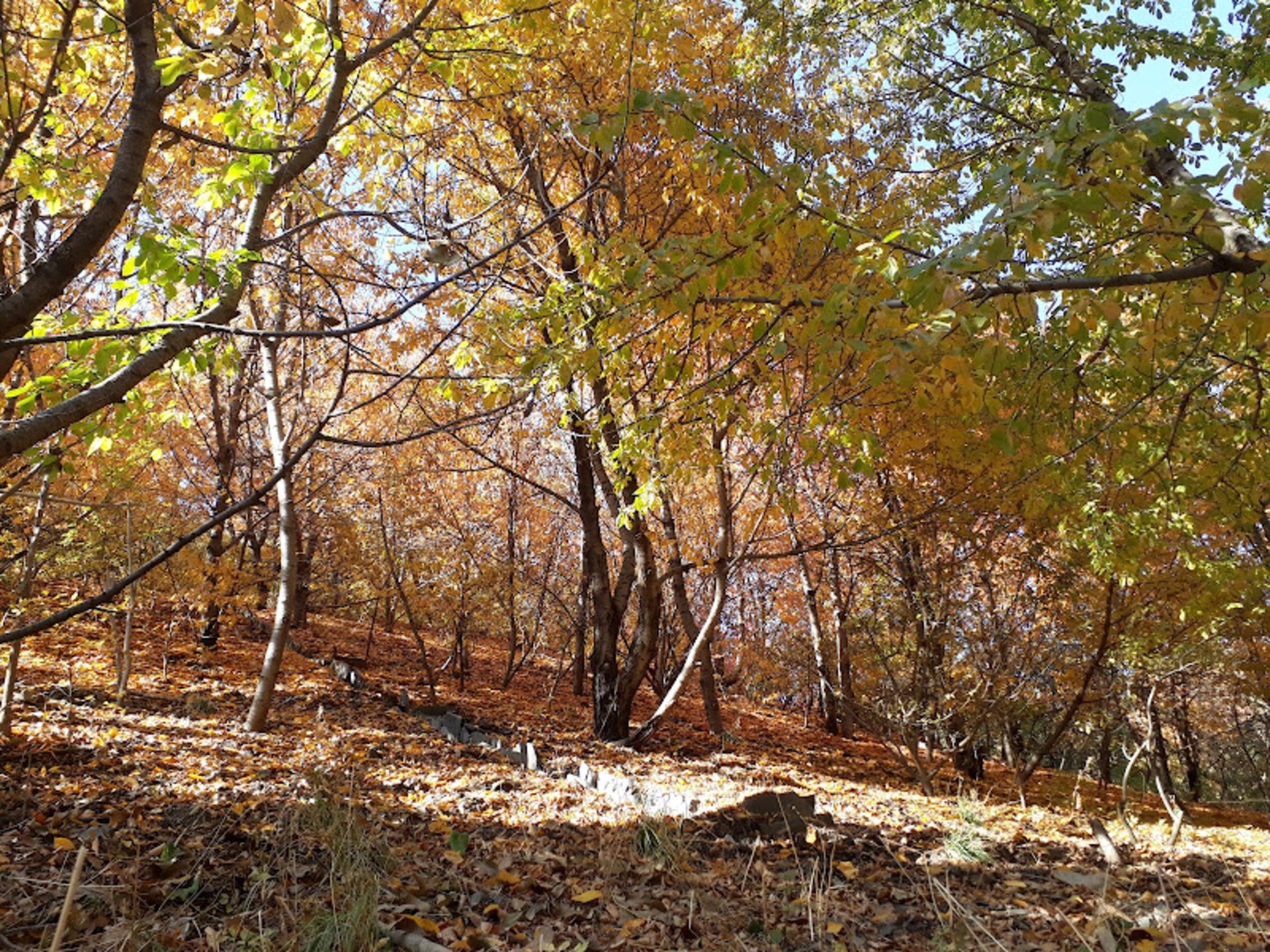 پاییز روستای کنگ در طرقبه 