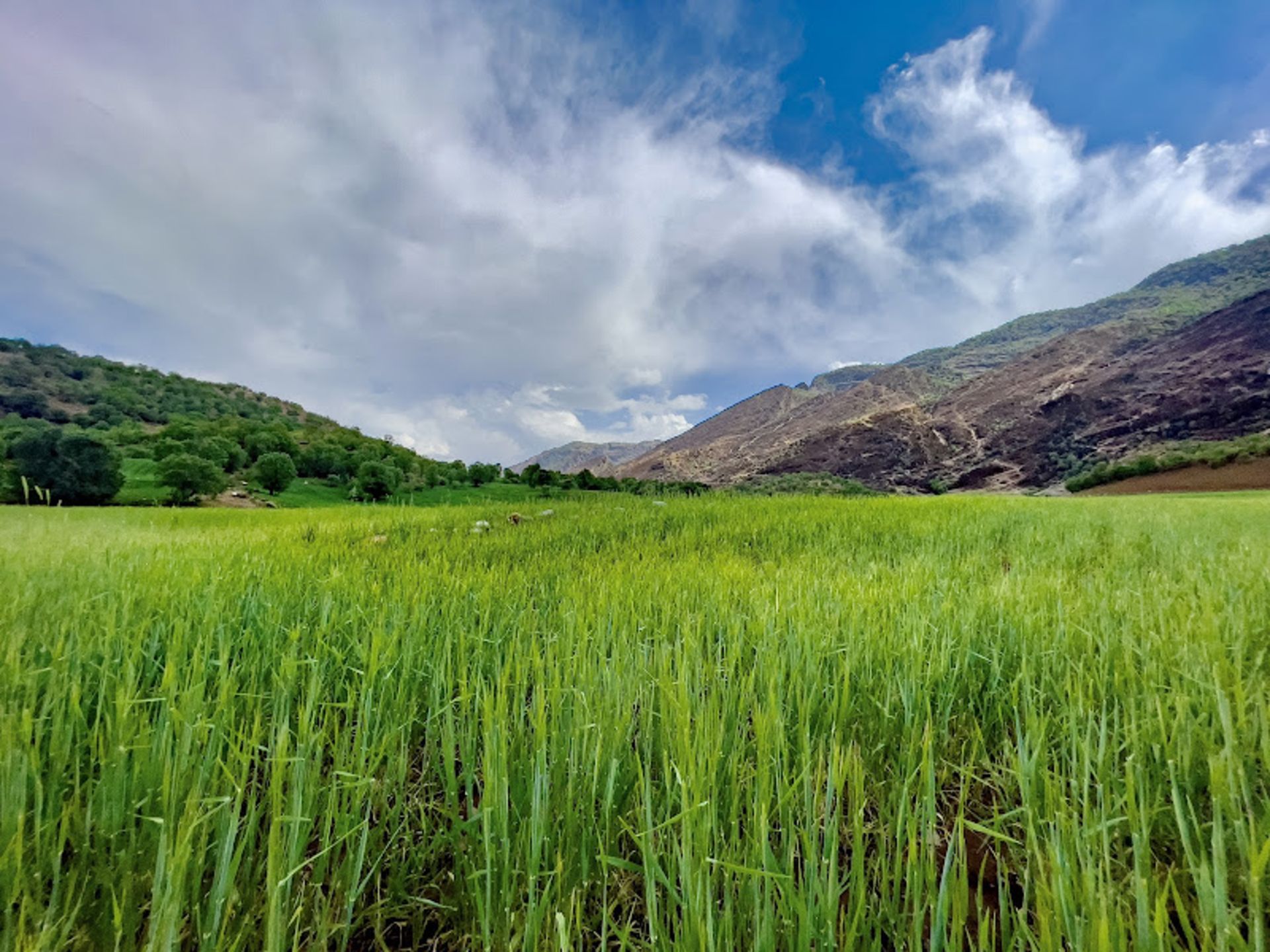 مزارع گندم مسیر دسترسی به تنگه پیازه