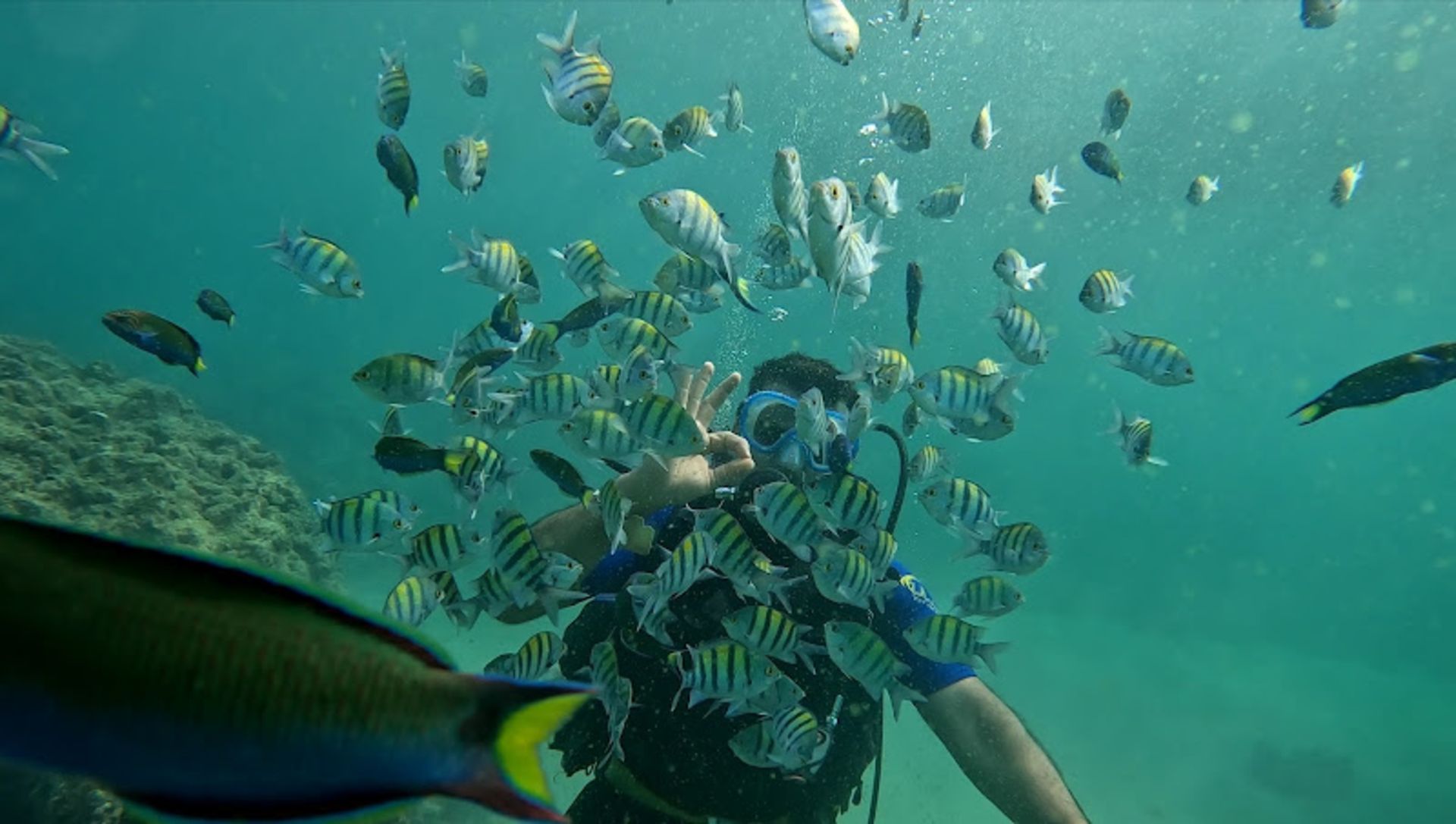 غواصی میان ماهیان رنگارنگ خلیج فارس