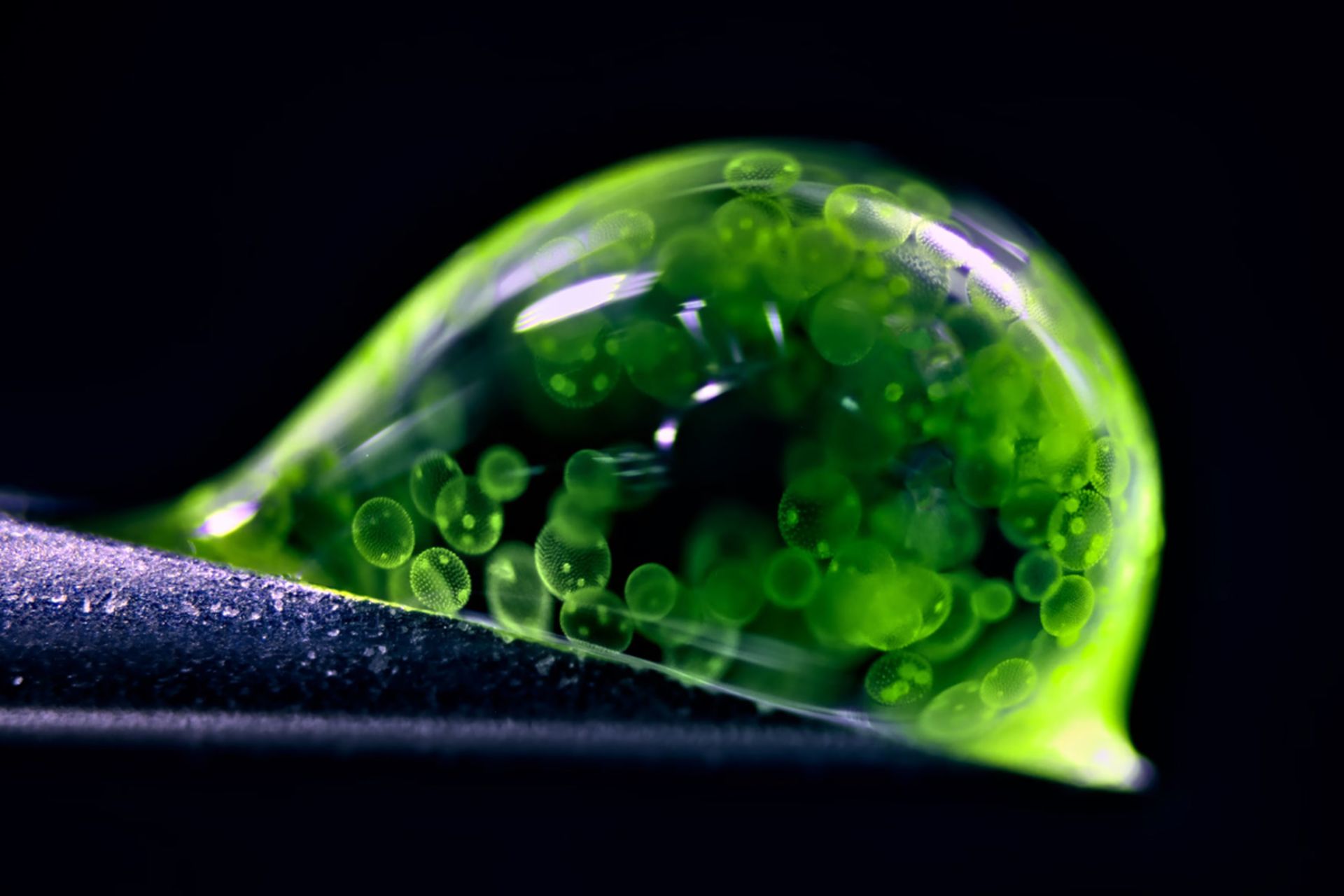 برگزیدگان تصاویر میکروسکوپی