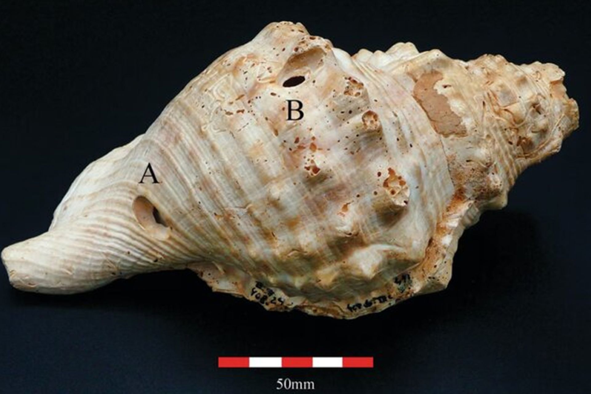 کشف قدیمی‌ترین ساز جهان