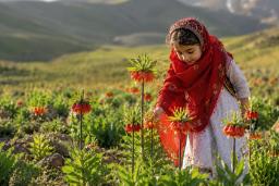  مقاصد گل‌گردی در ایران