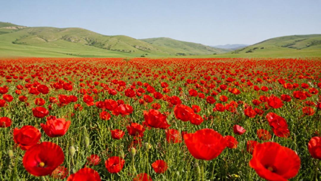  مقاصد گل‌گردی در ایران
