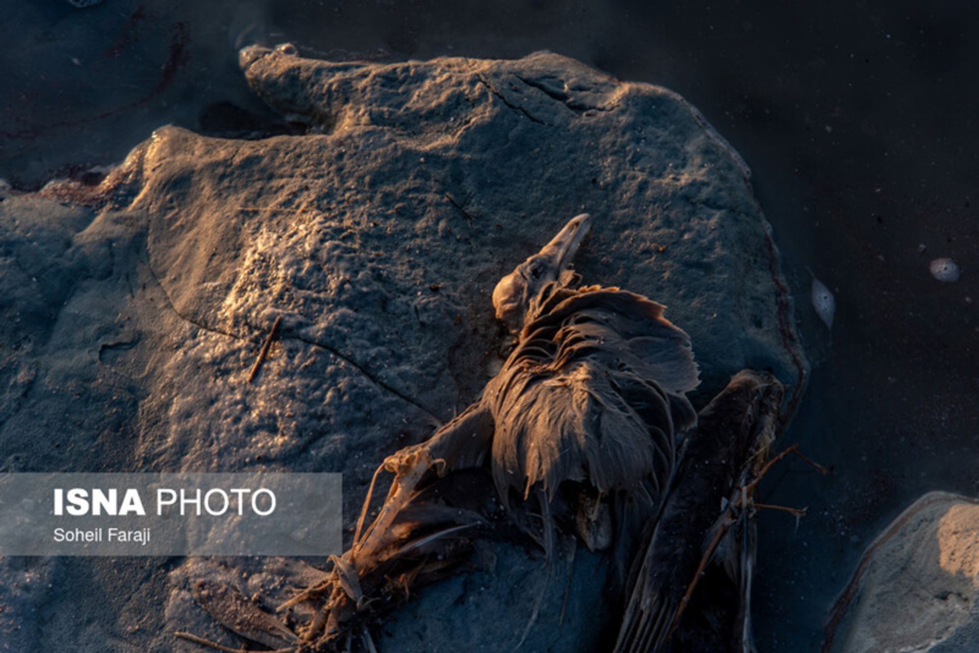 دریاچه ارومیه