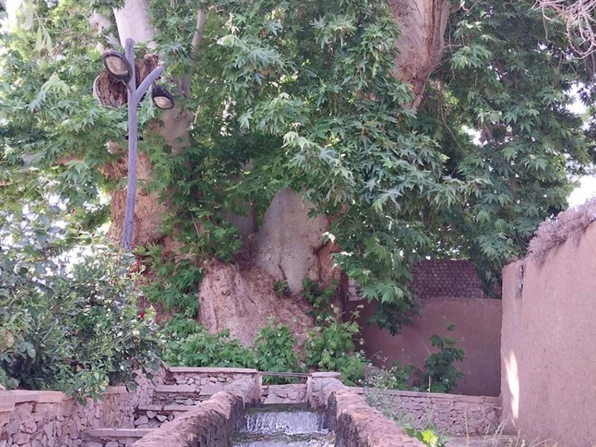 درخت چنار روستای ون