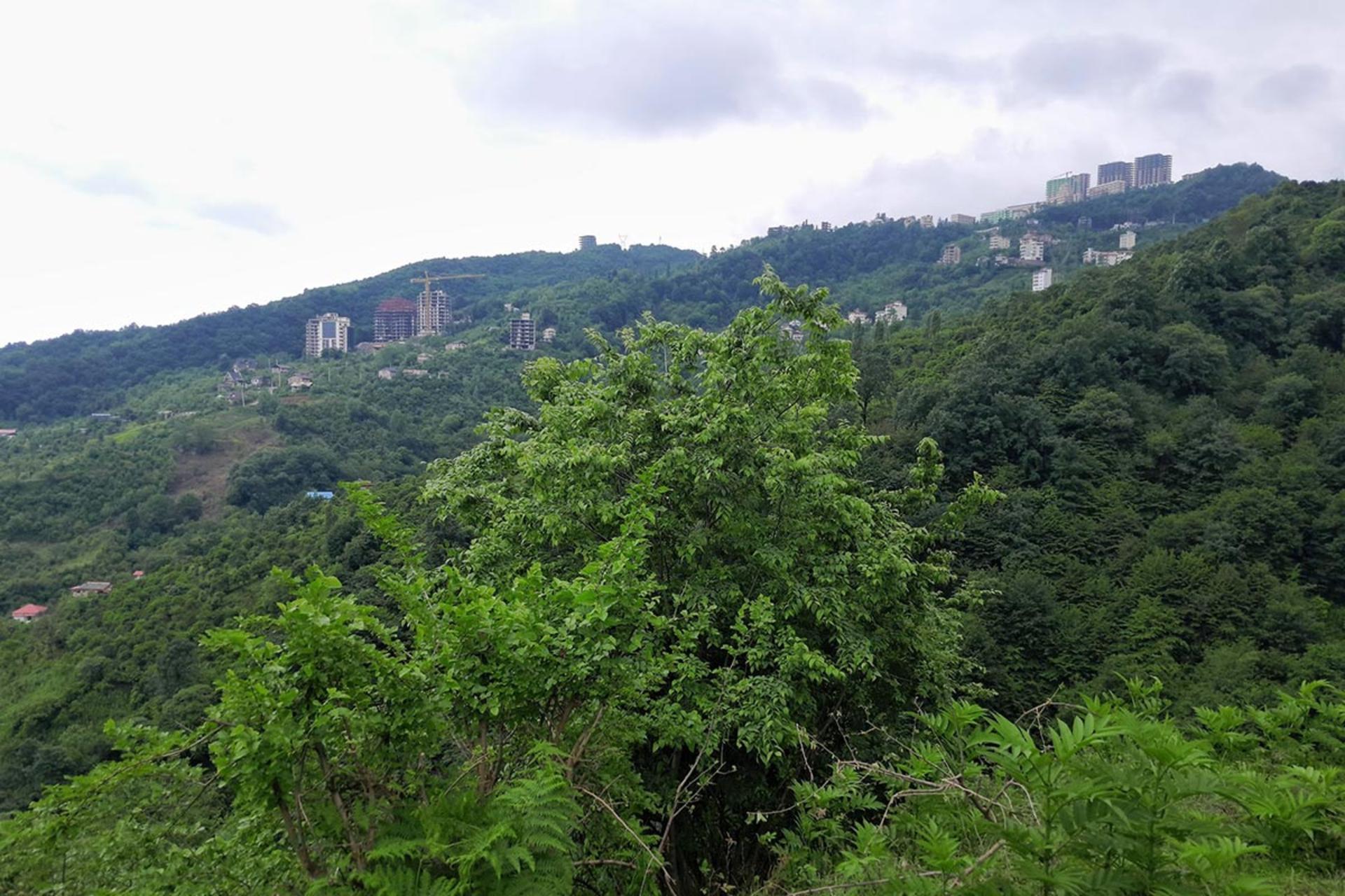 طبیعت روستای اربکله رامسر