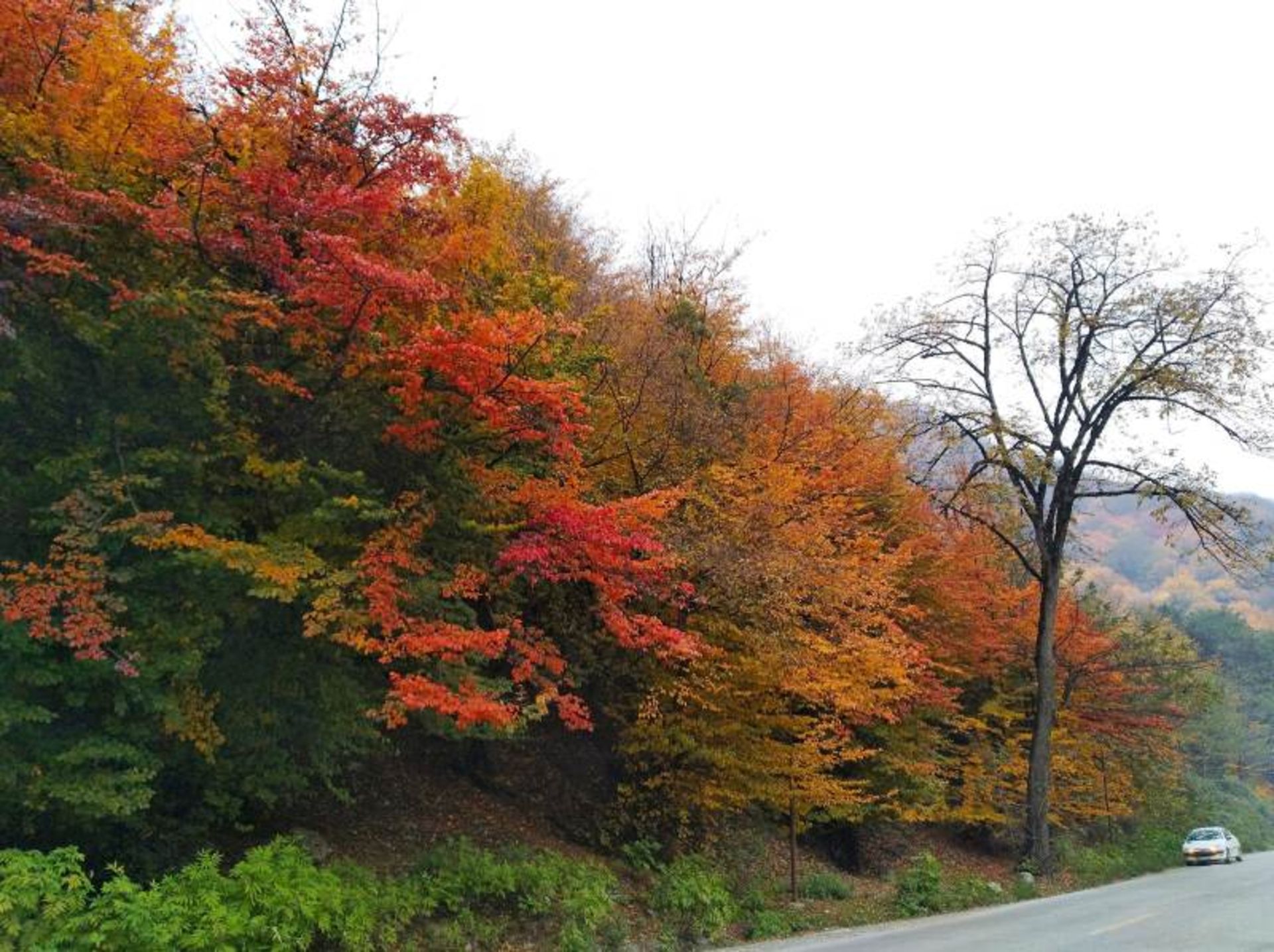 طبیعت پاییزی پارک جنگلی ناهار خوران گرگان