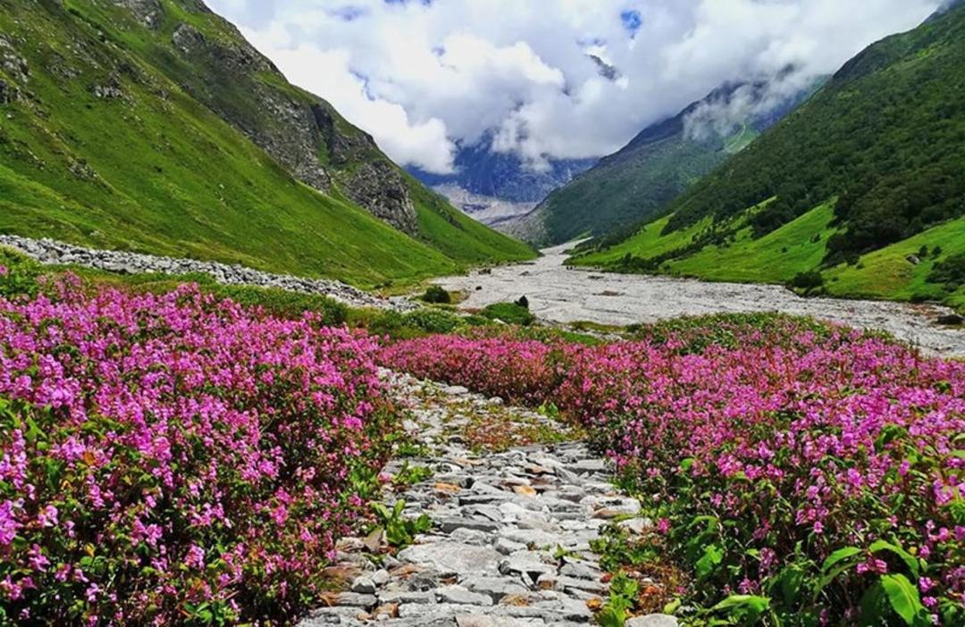 پارک ملی Valley of Flowers 