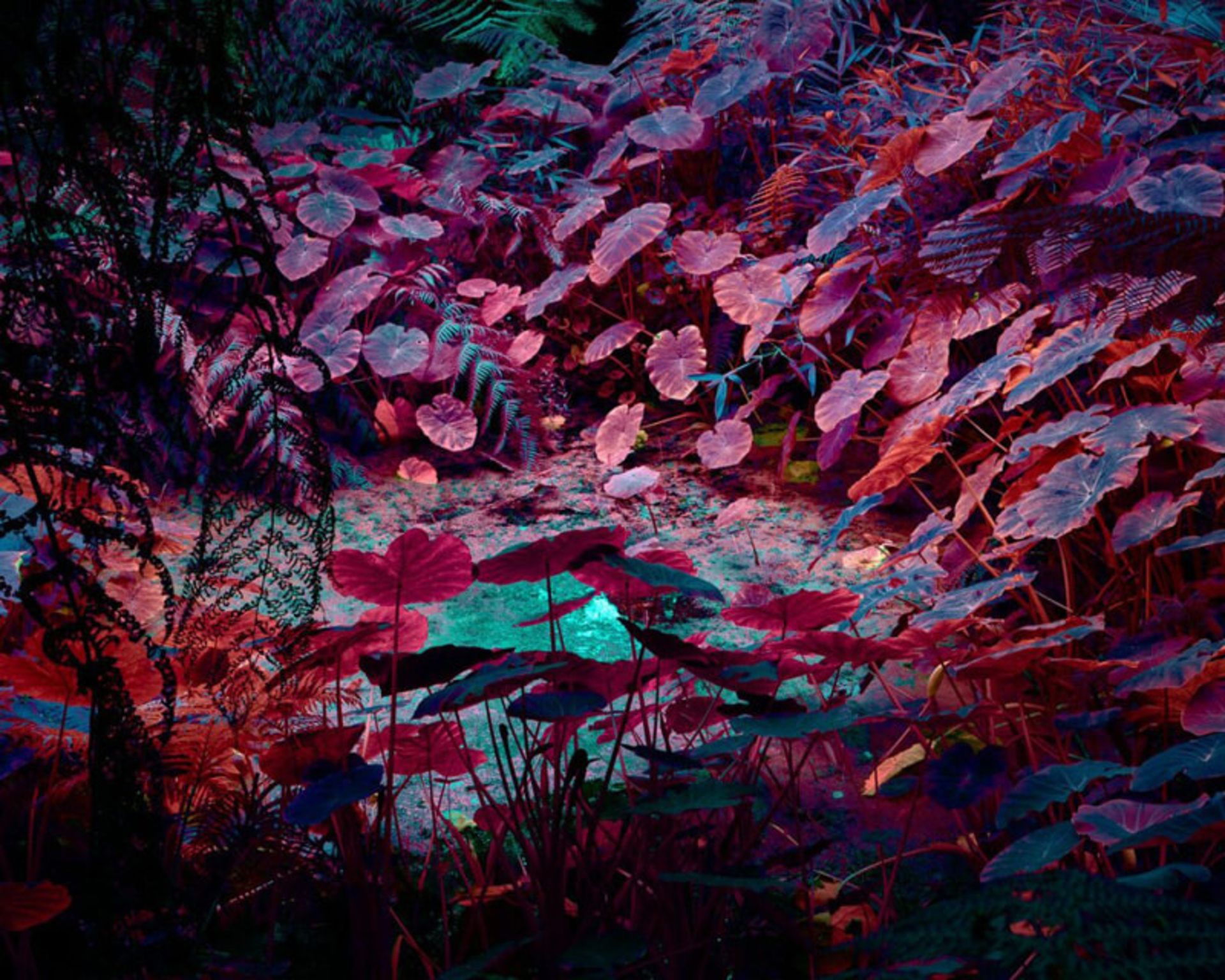 برگ‌های نئونی صورتی و آبی