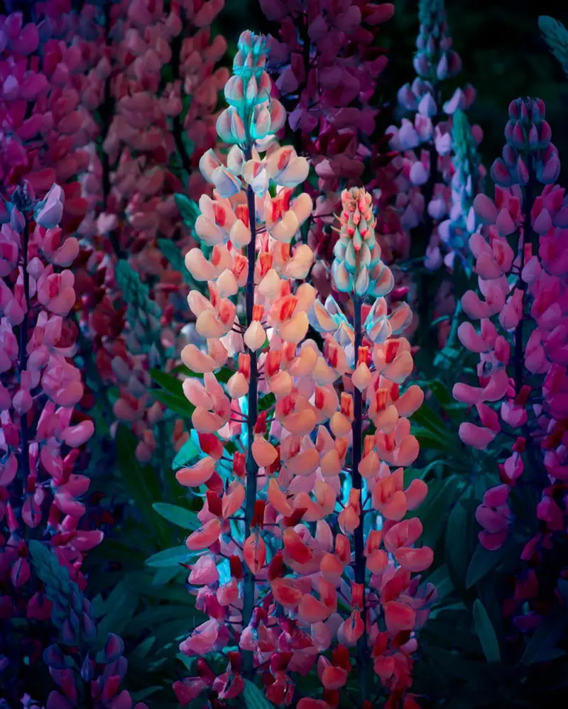 گل‌های لوپین نئونی صورتی و نارنجی
