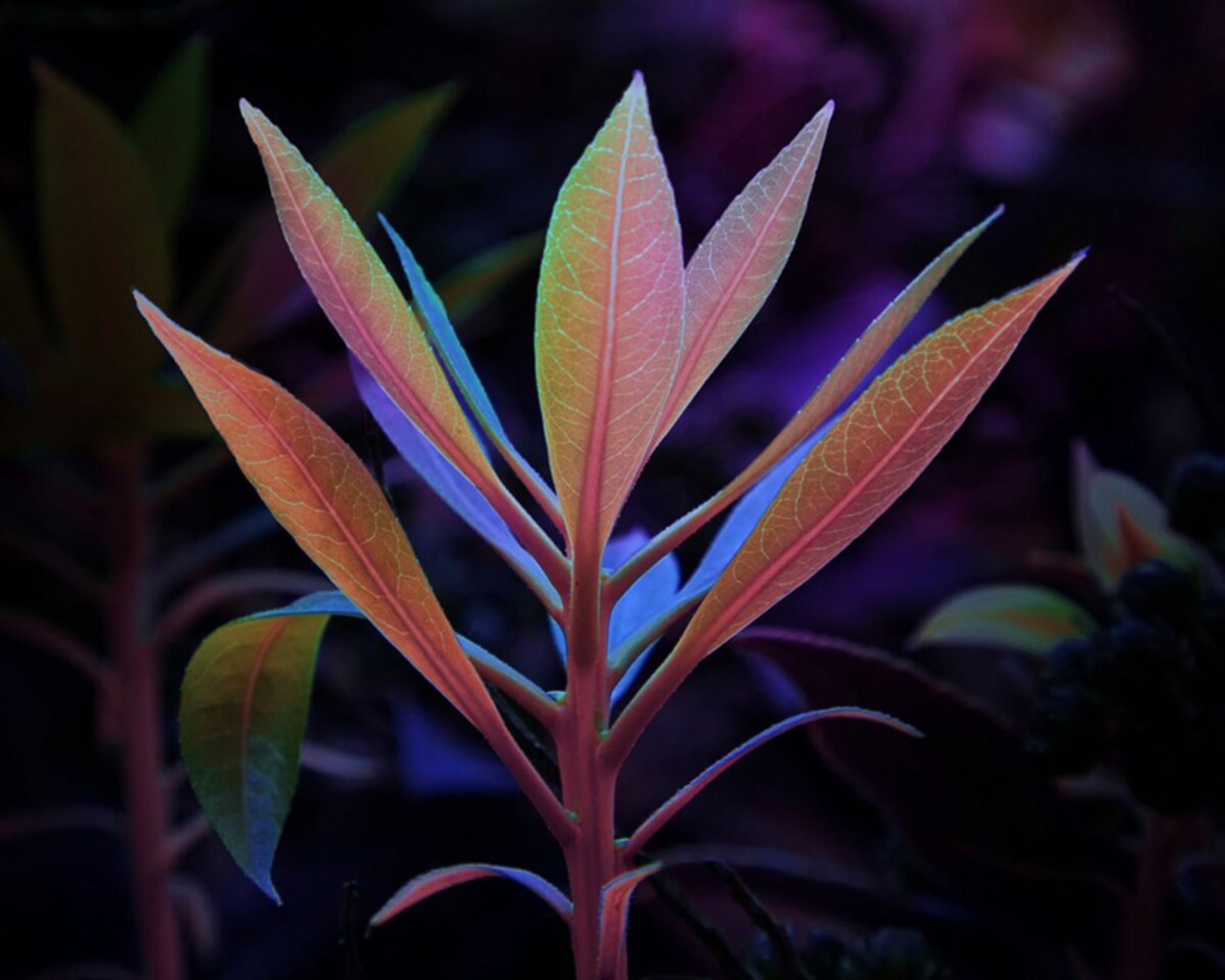 شاخه‌های گیاه آبزی با برگ‌های نوک‌تیز رنگی