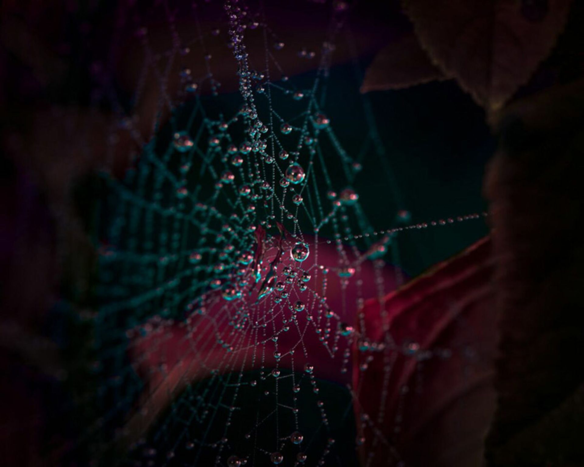 تار عنکبوت شبنم‌زده رنگارنگ