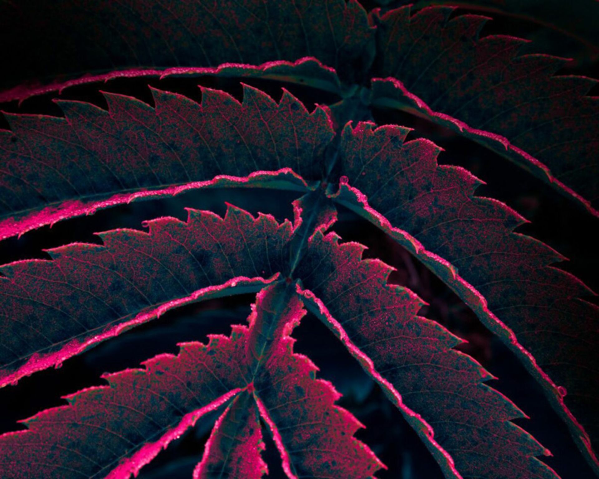 برگ نئونی با حاشیه درخشان رنگی